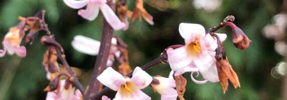 Schneeforsythie, auch Abeliophyllum distichum ist ein wertvolle Frühlingsblüher