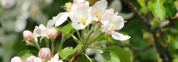 Apfelblüte im Garten der Gartenphilosophin