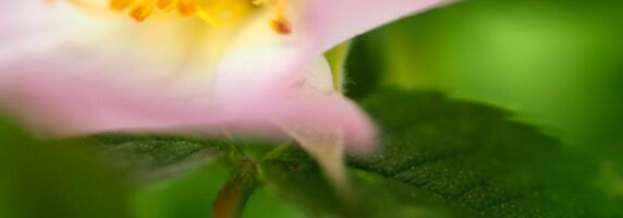 Blüte und Blatt einer Wildrose im Garten der Gartenphilosophin