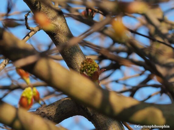Kugelahorn, Acer platanoides 'globosum'