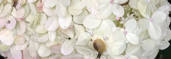 Hortensienblüten sind ein prima Platz für den Schneckenkindergarten