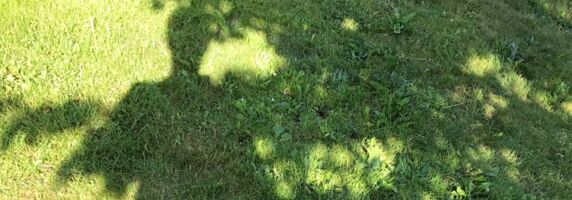 Gartenphilosophie im Schatten der Linde