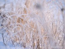 Gräser in der Morgensonne | Bildlizenz Ulrike Lohmann - per imaginem