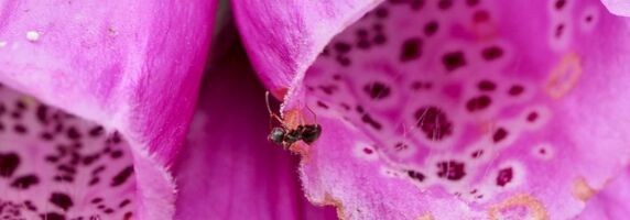 Fingerhut, Digitalis purpurea, ist eine wertvolle Nahrungsquelle für Insekten, insbesondere für Hummeln